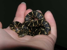 My new fla. king