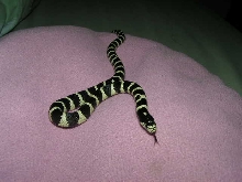 Oreo on my pillow