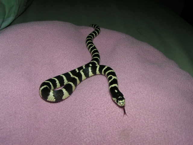 Oreo on my pillow