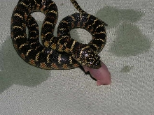 Suppertime for my new fla. king