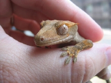 Syth ~ RIP my lovely crested boy