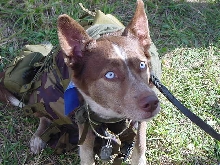Army Dog