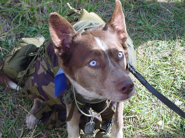Army Dog
