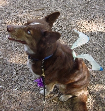 Kia at Renn Fest