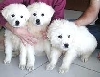 3 Great Pyrenees puppies