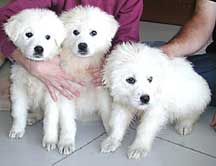 3 Great Pyrenees puppies