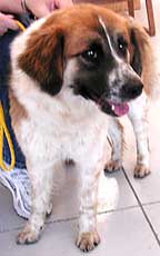 Berta