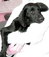 Mortimer