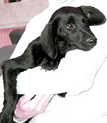 Mortimer