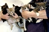 6 kittens
