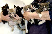 6 kittens