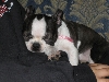Jasmine as a puppy