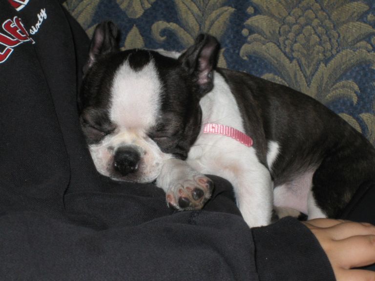 Jasmine as a puppy