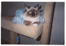 "Purr-Snickety"