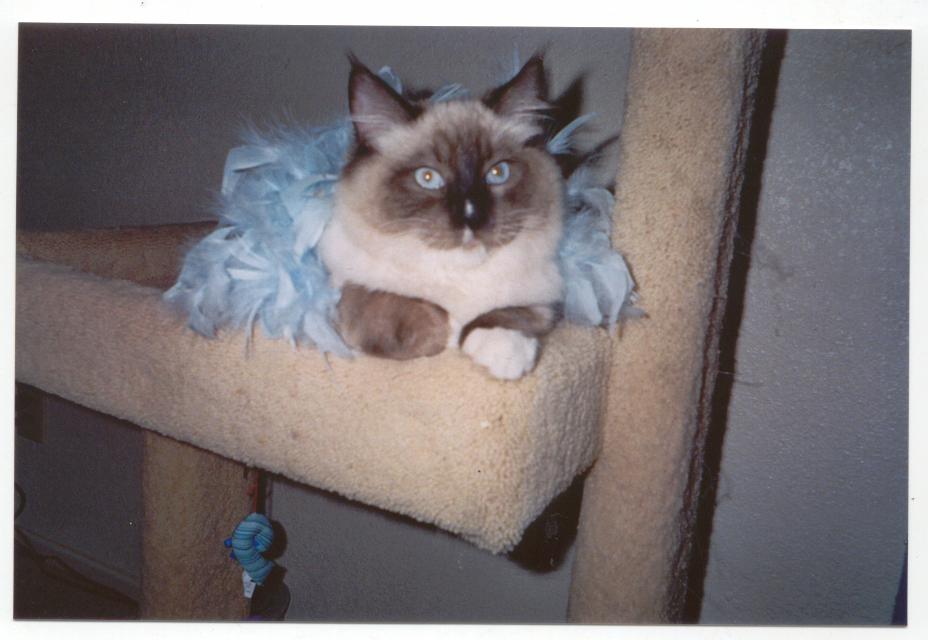 "Purr-Snickety"