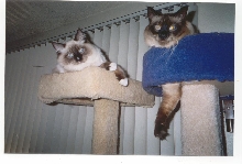Purr-Snickety and Su-Sha