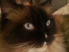 Purr-Snickety
