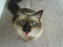 Sushi the talker kitty