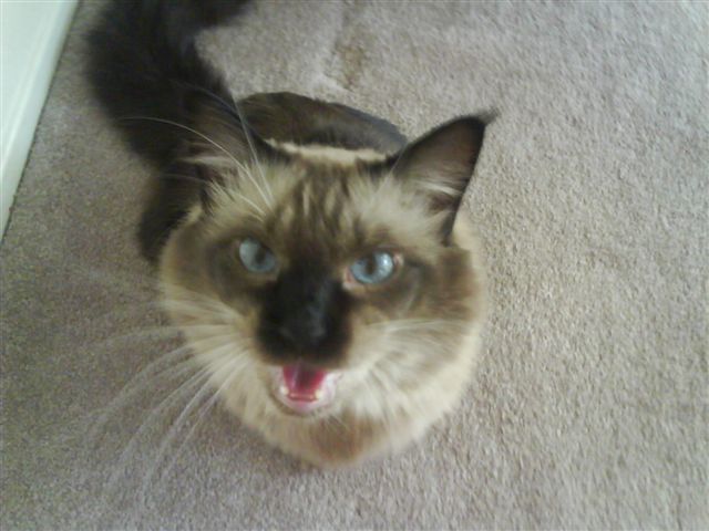 Sushi the talker kitty