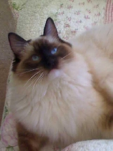 My beautiful little Lacey