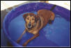 Zappy in her pool