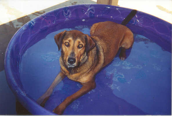 Zappy in her pool