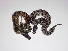 .1 desert ghost?