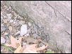 klauberi3