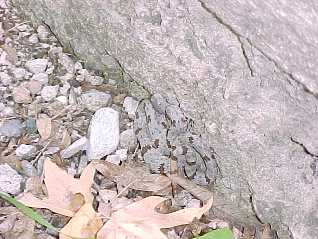 klauberi3
