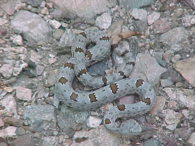 klauberi1