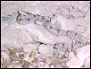 klauberi2