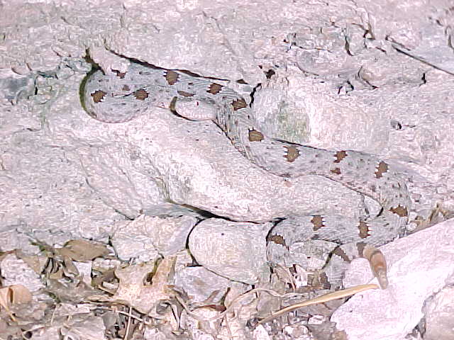 klauberi2