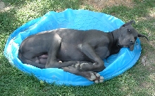 loungin' in the pool