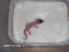 New hatchling 1