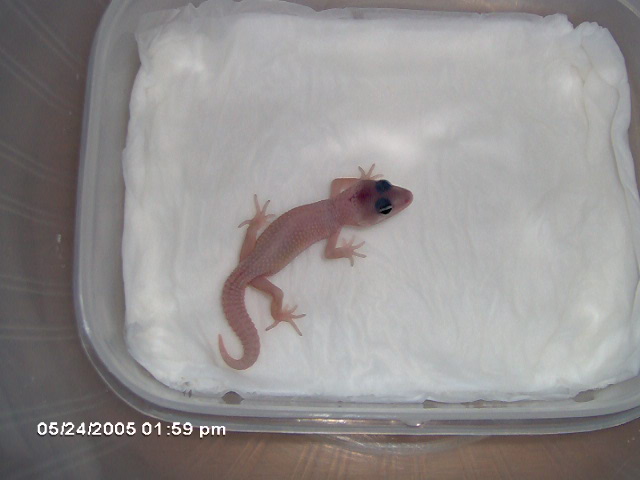 New hatchling 1
