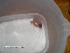 newest hatchling 2