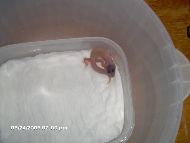 newest hatchling 2