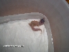 hatchling again