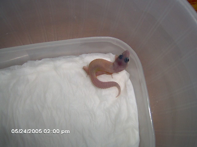hatchling again