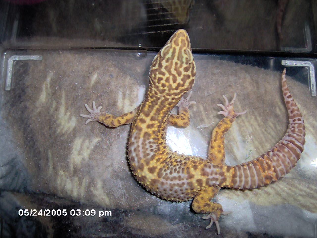 Full body