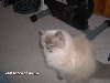 kitty