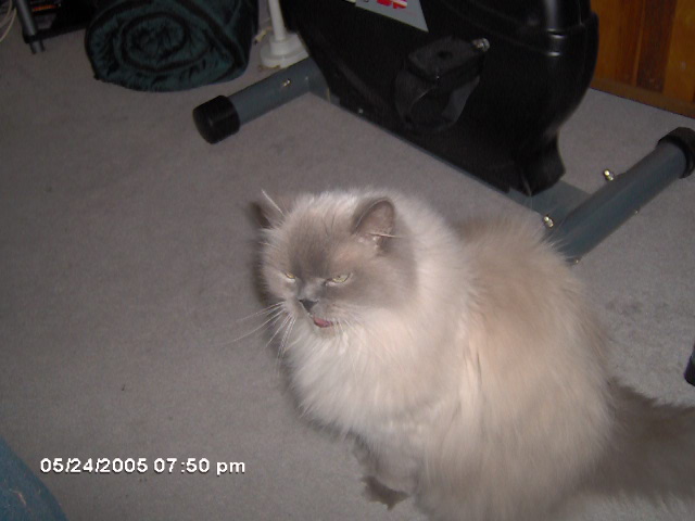 kitty
