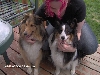 dogs