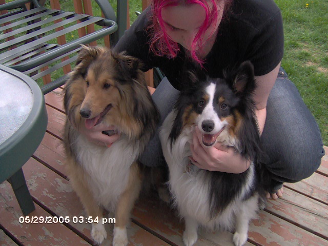 dogs