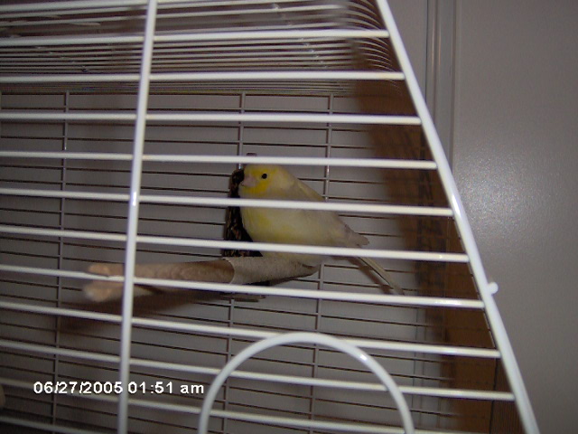 Bosie
