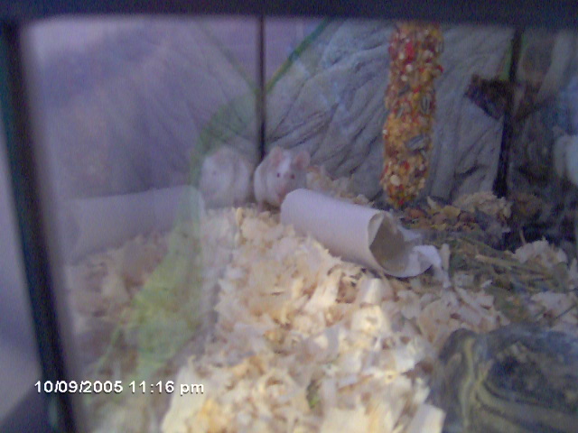 mouse