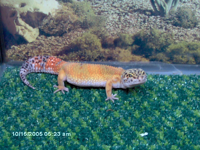 super hypo