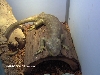 monkey tailed skink