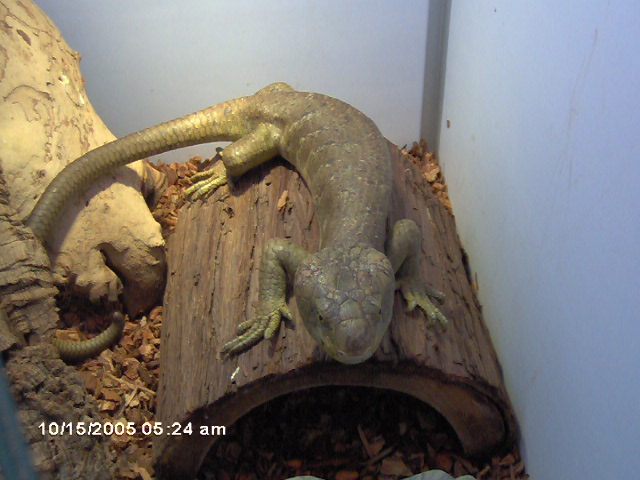 monkey tailed skink