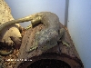 prehensile tailed skink